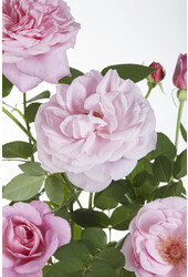 Kontinuierlich blühende Kletterrose Rosa