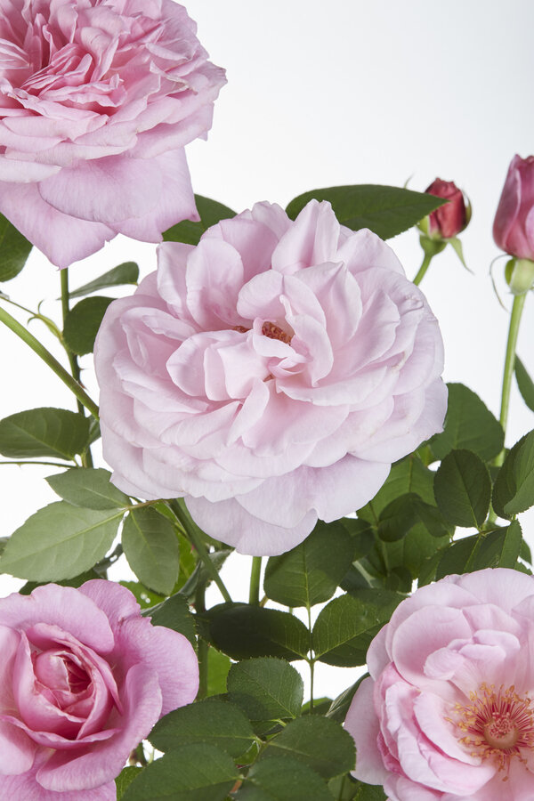 Kontinuierlich blühende Kletterrose Rosa