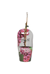 Druif Cabernet Franc