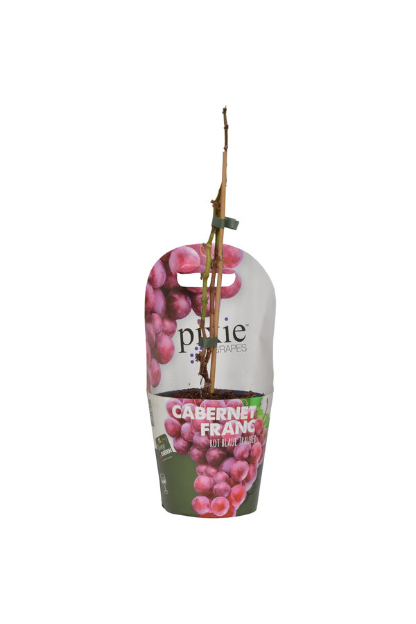Druif Cabernet Franc