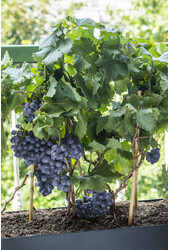 Druif Pinot Noir