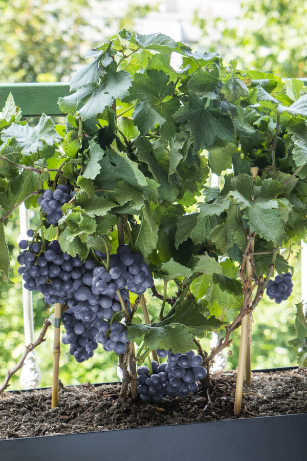 Druif Pinot Noir