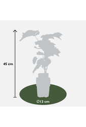 BIO Vitus Traube Boskoop Herrlichkeit