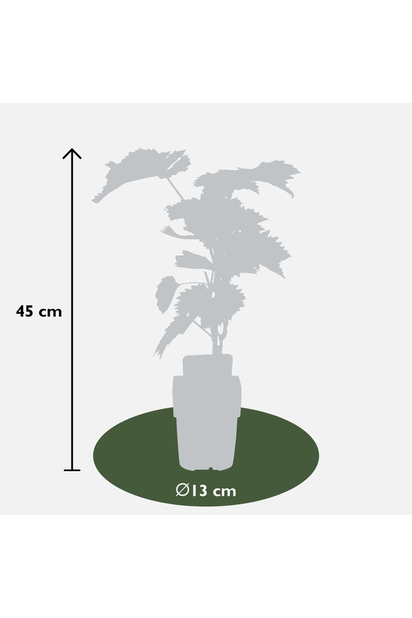 BIO Vitus Traube Boskoop Herrlichkeit