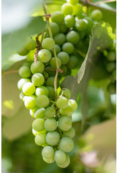 BIO Vitus Traube Centennial Kernlos