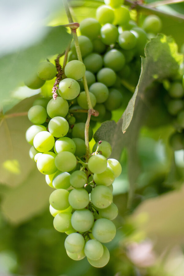 BIO Vitus Traube Centennial Kernlos