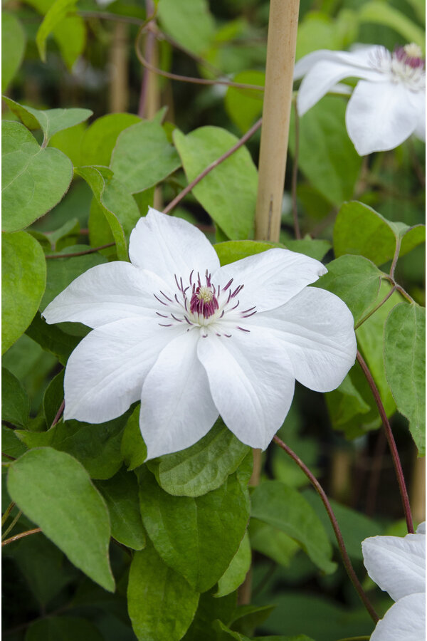 Clematis Großblütige Waldschnepfe Miss Bateman