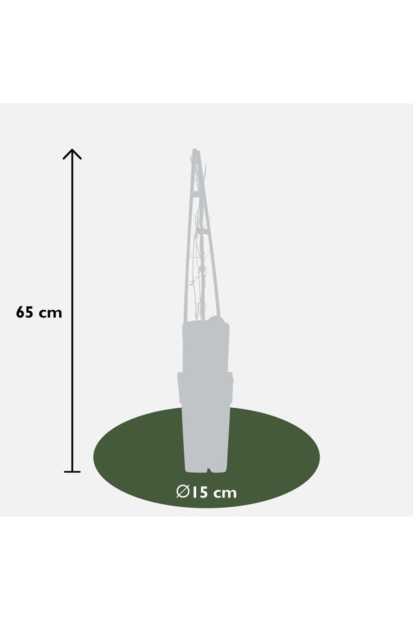 Clematis Großblütige Waldschnepfe Miss Bateman