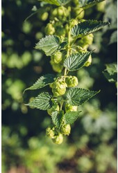 Hopfen Nordbrau