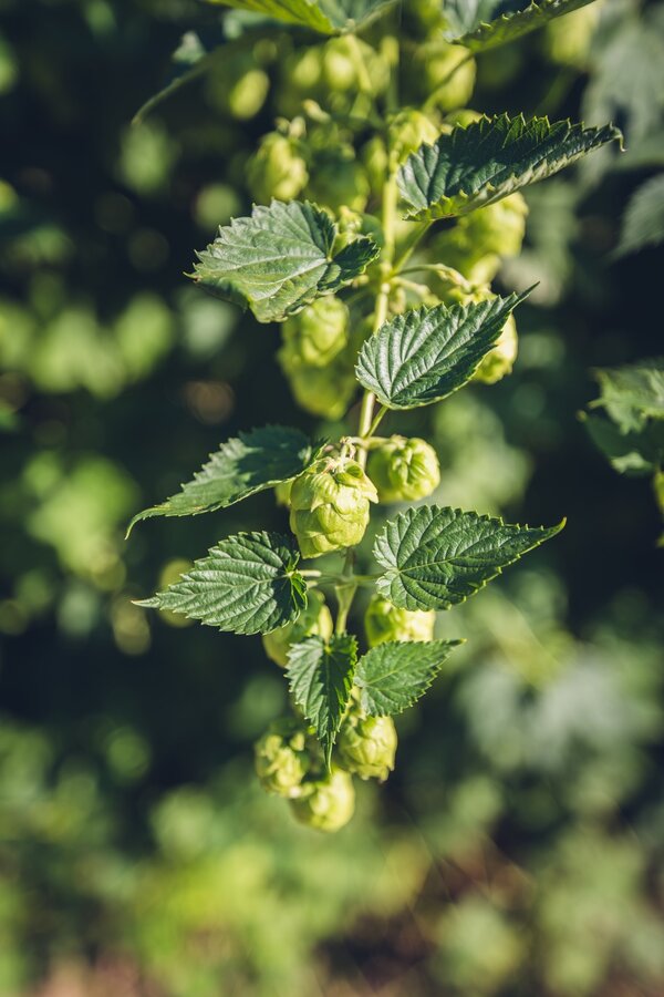 Hopfen Nordbrau