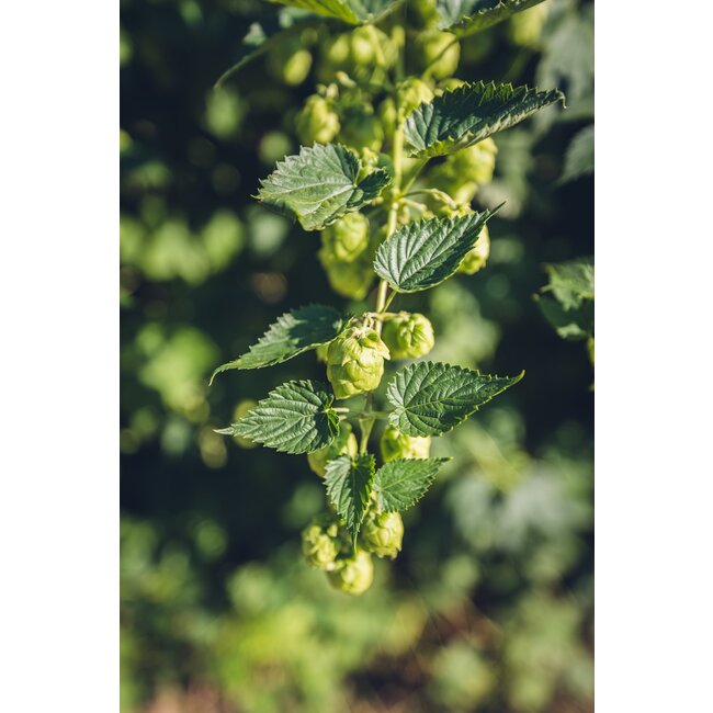 Hopfen Nordbrau