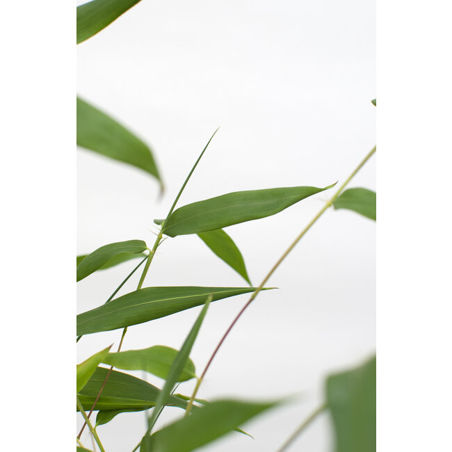Hotei-Bambus Aureocal