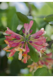 Lonicera Geißblatt Celestrial