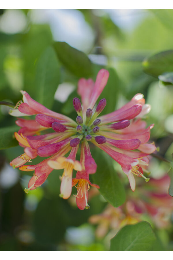 Lonicera Geißblatt Celestrial