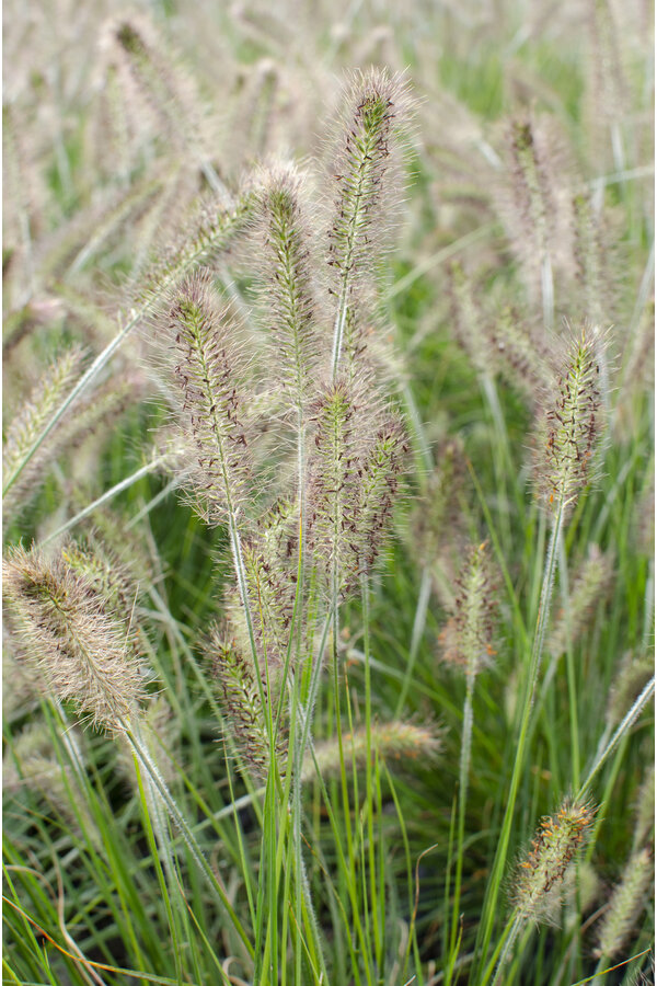 Lampenschirm Gras Hameln