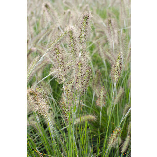 Lampenschirm Gras Hameln