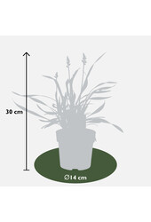 Liliengras Ingwersen