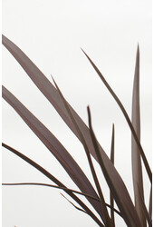 Phormium Neuseeländischer Flachs Rubra Nana