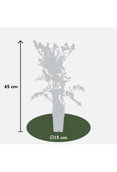 Trompetenblume Goldtrompete
