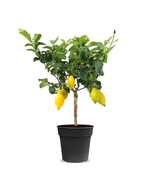 Zitronenbaum