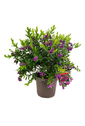 Flügelblume Myrtifolia Strauch L