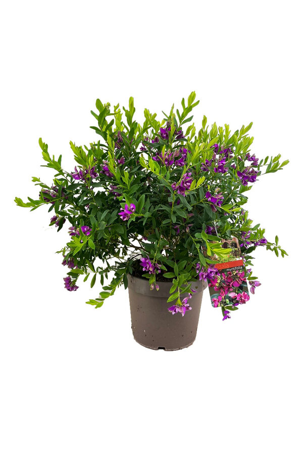 Flügelblume Myrtifolia Strauch L