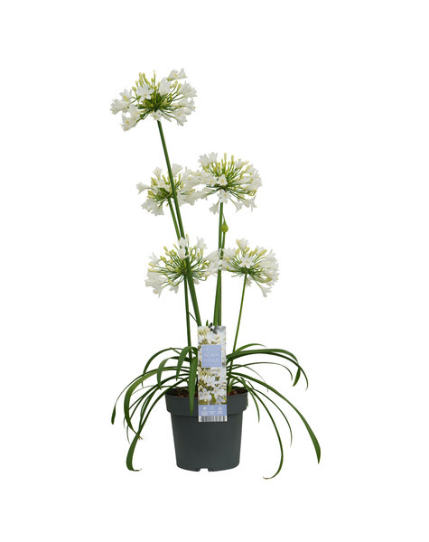 Agapanthus
