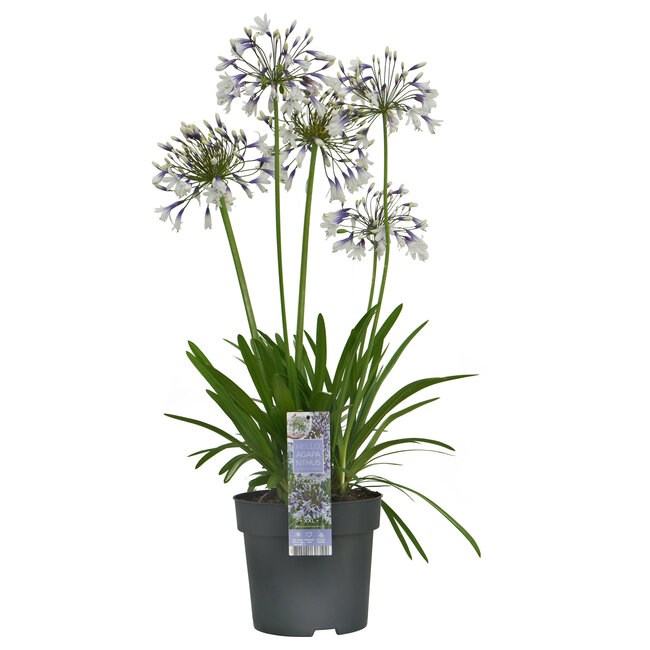 Afrikanische Lilie Agapanthus Schnelle Lieferung Fleurdirect www