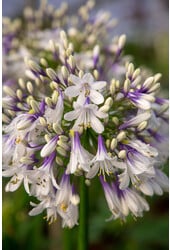 Afrikanische Lilie Agapanthus