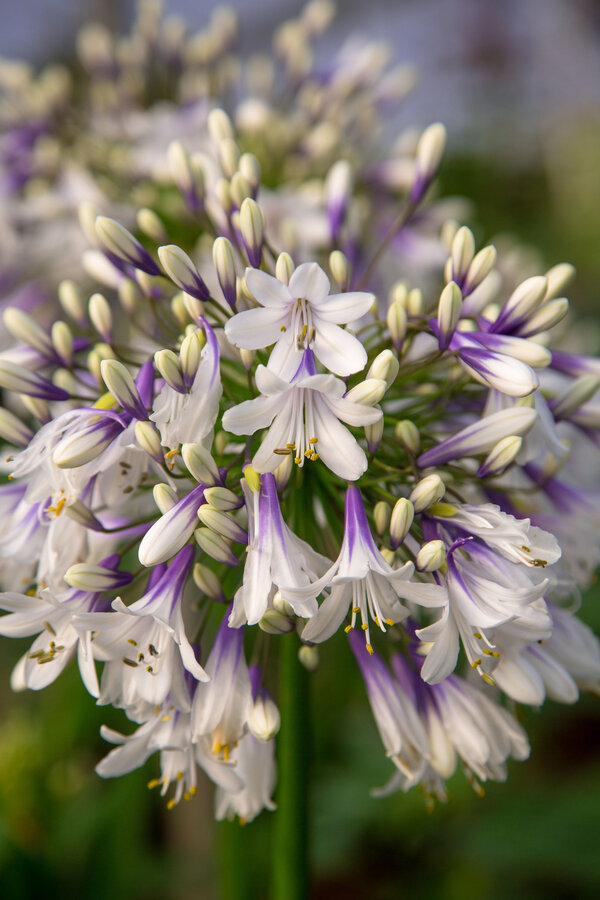Afrikanische Lilie Agapanthus
