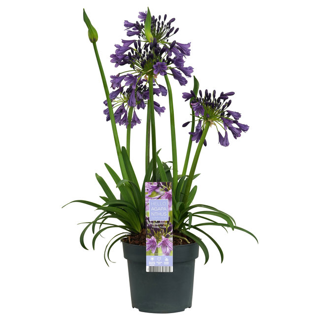 Afrikanische Lilie Agapanthus Lila