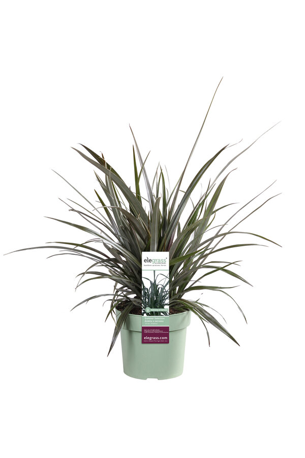 Astelia Silberschatten
