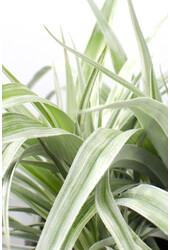 Astelia Silberschatten