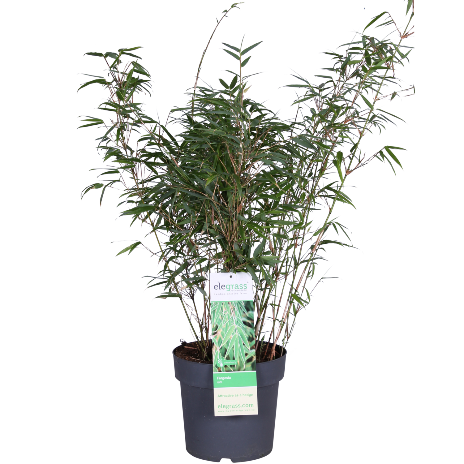 Bambus Rufa | Schnelle Lieferung | Fleurdirect - www.fleurdirect.com
