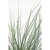 Festuca Blau-Schwingel Azura Blue®