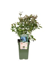BIO Heidelbeere Vaccinium Brigitta Blue