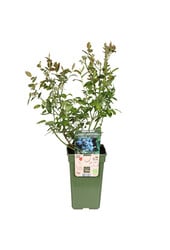 BIO Heidelbeere Vaccinium Brigitta Blue