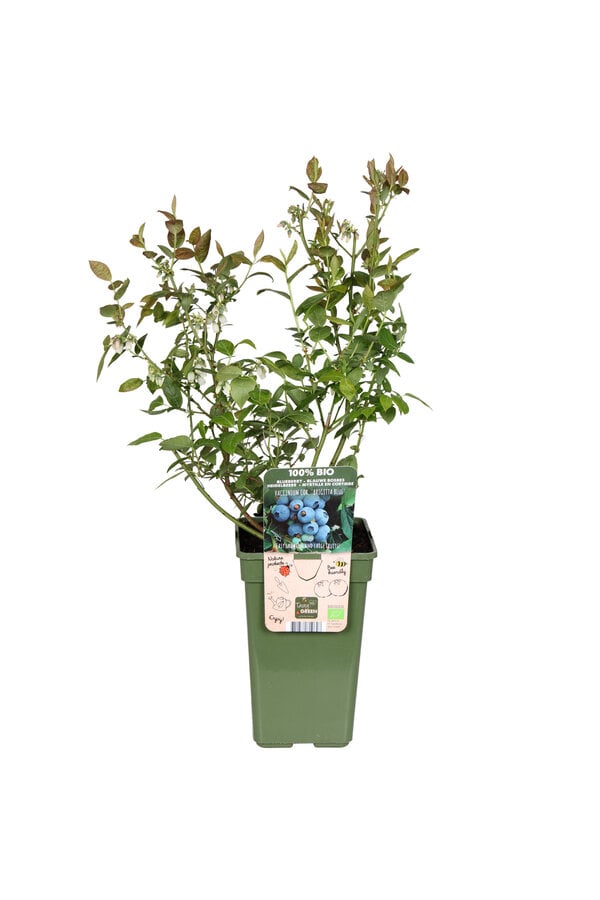BIO Heidelbeere Vaccinium Brigitta Blue