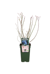 BIO Heidelbeere Vaccinium Brigitta Blue