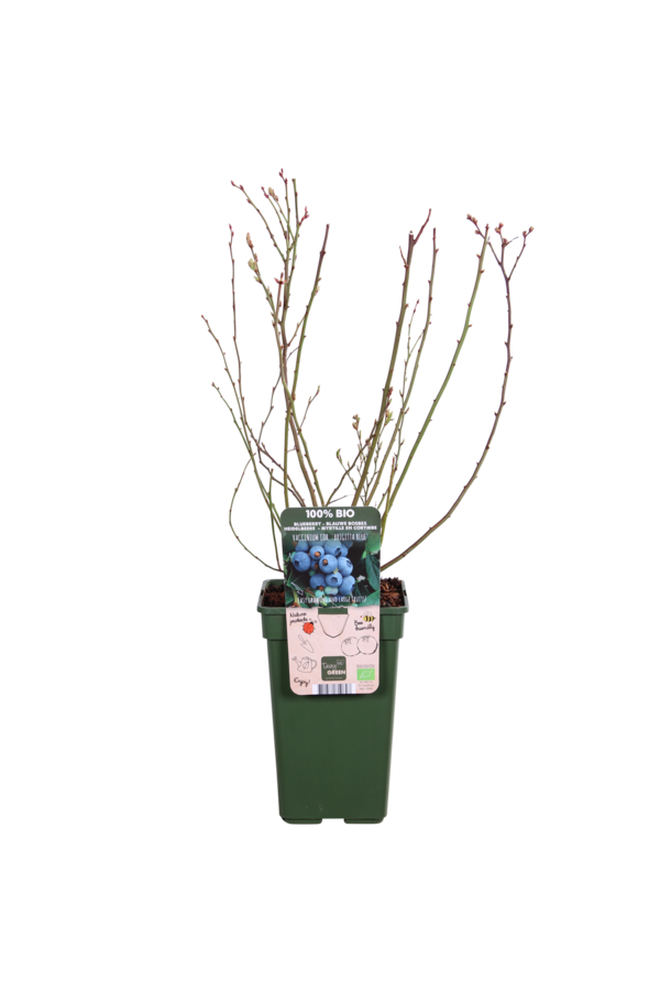 BIO Heidelbeere Vaccinium Brigitta Blue