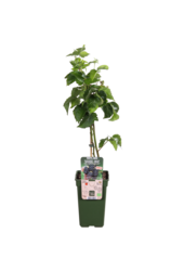 BIO Brombeere Rubus Bigandearly