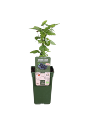 BIO Brombeere Rubus Bigandearly
