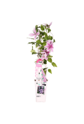 Blühende Waldrebe Yuan™