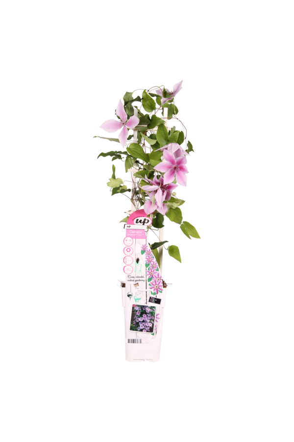 Blühende Waldrebe Yuan™