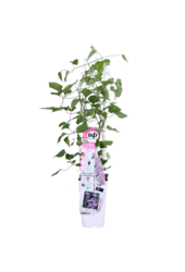 Blühende Waldrebe Yuan™