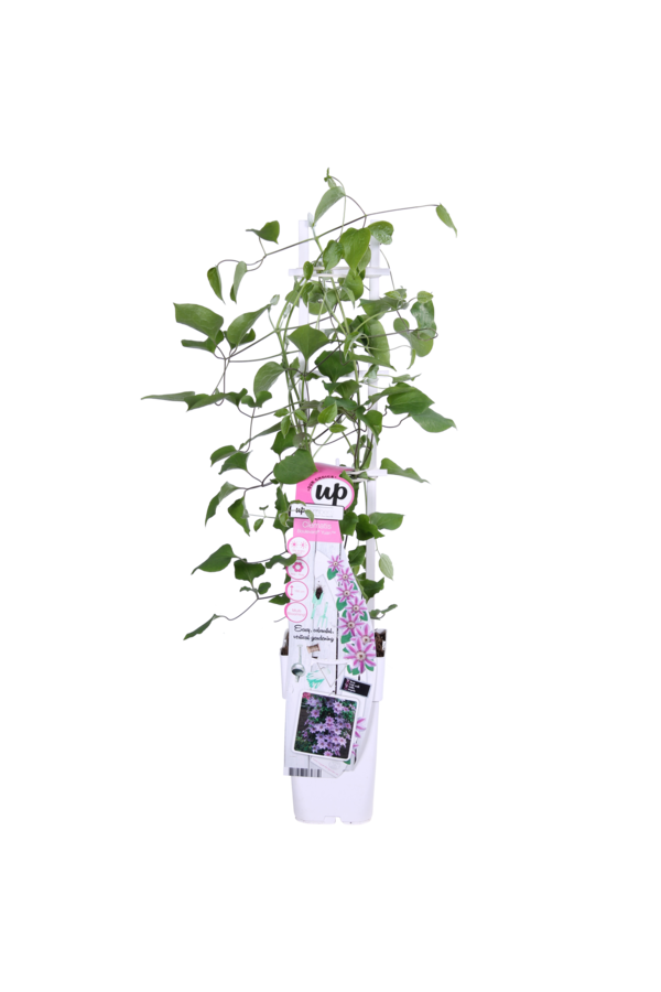 Blühende Waldrebe Yuan™