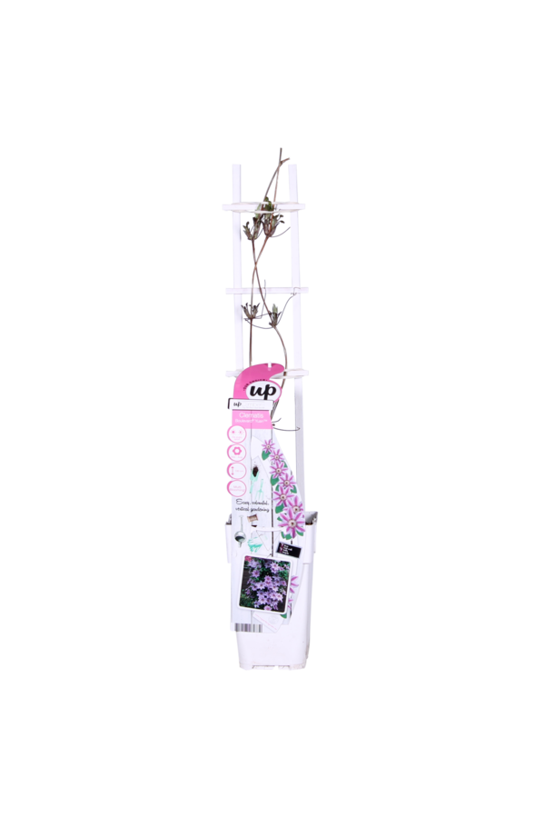 Blühende Waldrebe Yuan™