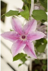 Blühende Waldrebe Yuan™