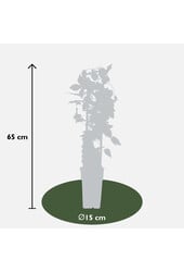 Blühende Waldrebe Yuan™