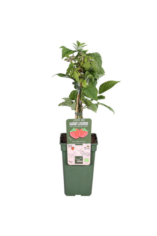 BIO-Himbeer-Malve-Versprechen